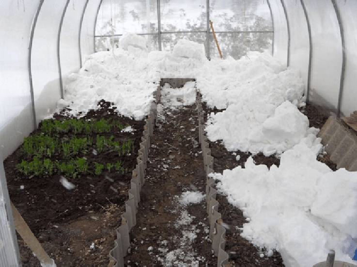 Надо ли накидывать снег зимой в теплицу