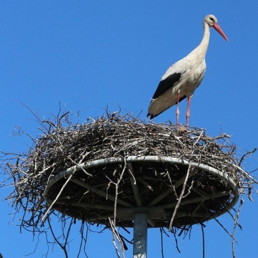 Как самим сделать гнездо для аиста на даче: из искусственного ротанга, веток