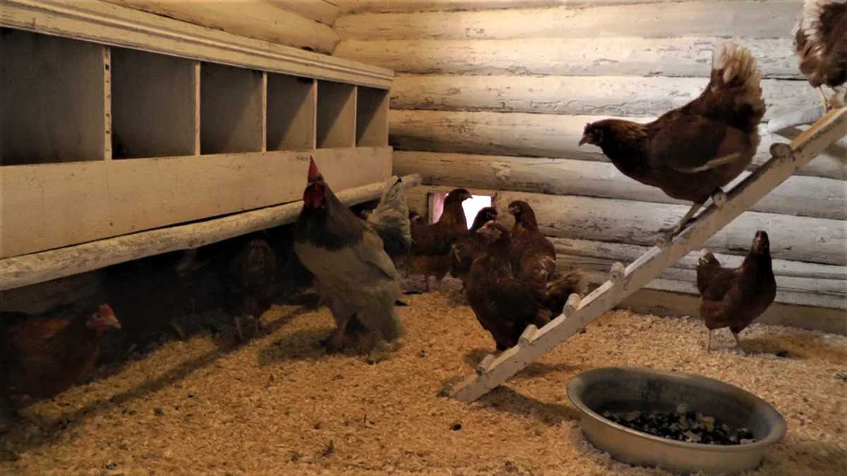 Освещение в курятнике: какое должно быть, как сделать