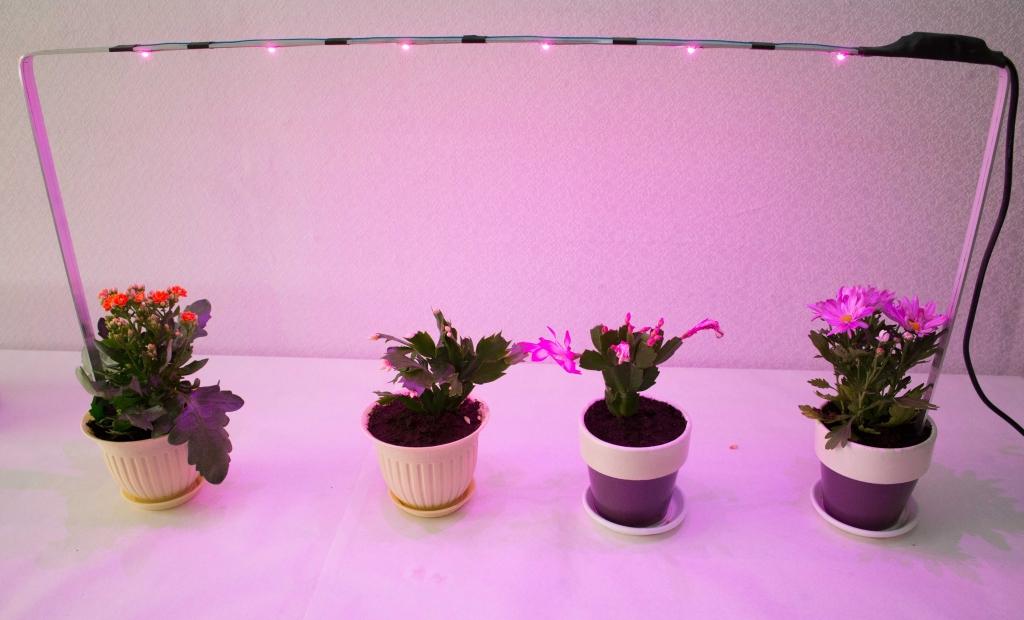 Какие лампы лучше выбрать для подсветки рассады