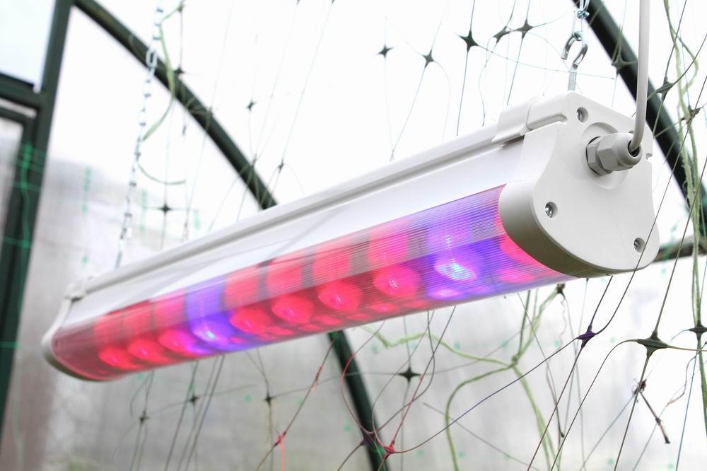 Какие лампы лучше выбрать для подсветки рассады