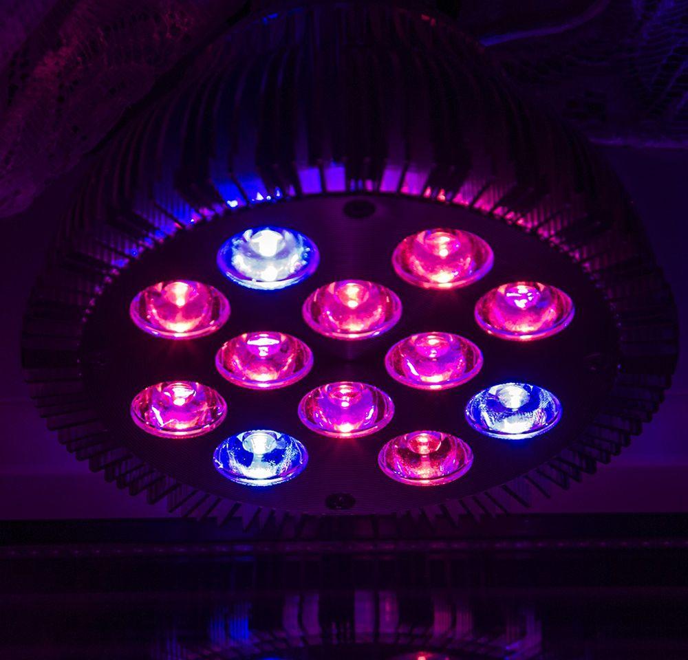 Какие лампы лучше выбрать для подсветки рассады