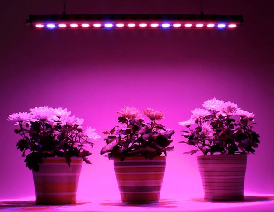 Какие лампы лучше выбрать для подсветки рассады