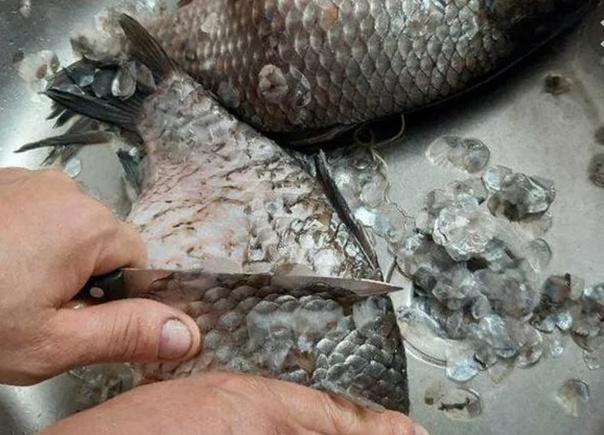 Как самому сделать охотничьи лыжи