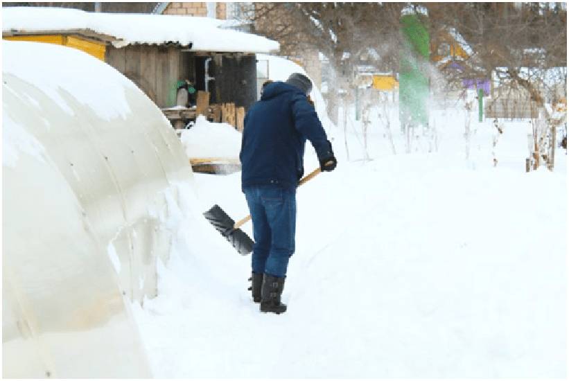 Надо ли накидывать снег зимой в теплицу