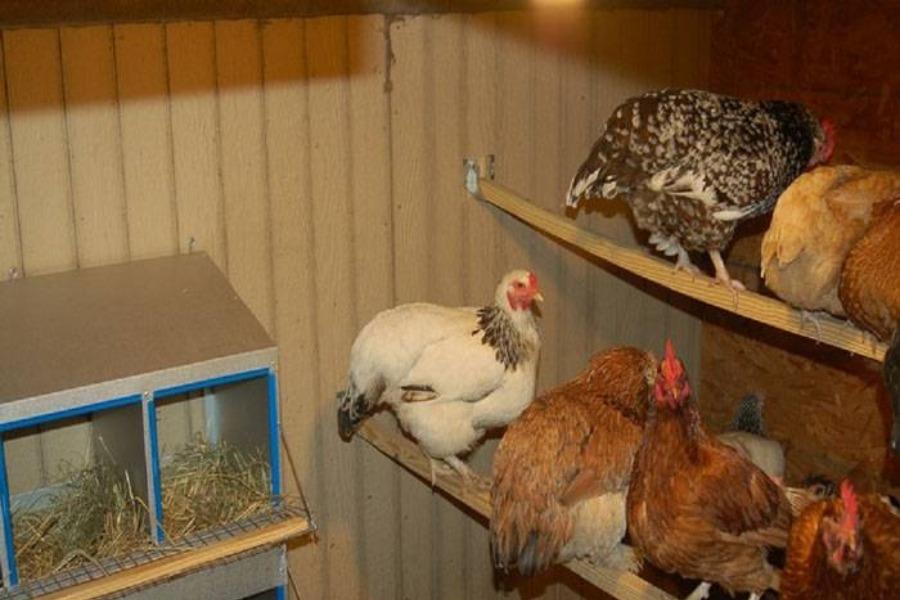 Как построить теплый зимний курятник на 20 кур