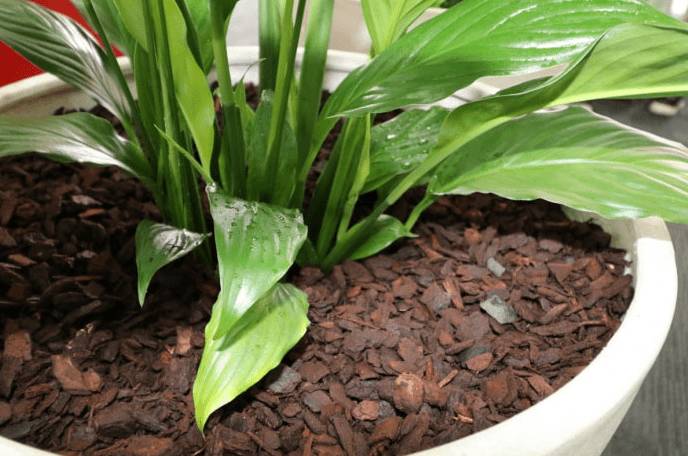 Автополив для комнатных цветов своими руками: как работает, как сделать