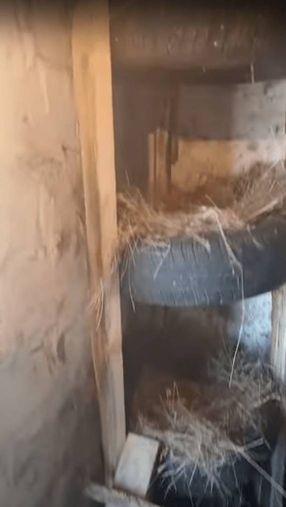 Гнезда для кур несушек, наседок своими руками: как сделать, фото, видео