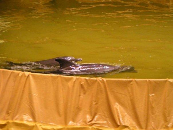 Сколько нужно хлора для очистки бассейна, норма концентрации