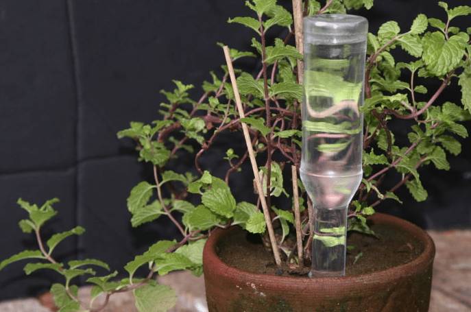 Автополив для комнатных цветов своими руками: как работает, как сделать