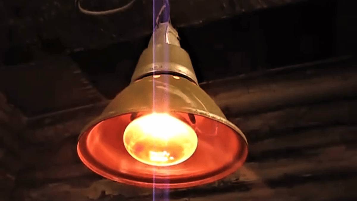 Освещение в курятнике: какое должно быть, как сделать