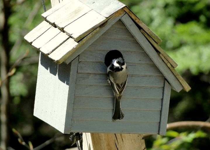 Как сделать синичник своими руками: чертежи, фото, размеры