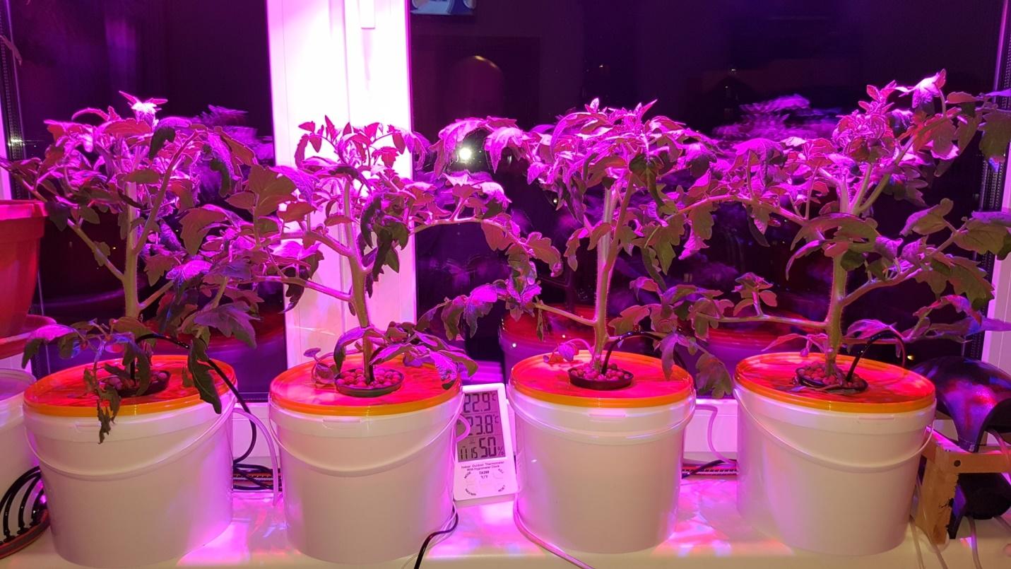 Какие лампы лучше выбрать для подсветки рассады