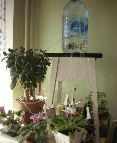 Автополив для комнатных цветов своими руками: как работает, как сделать