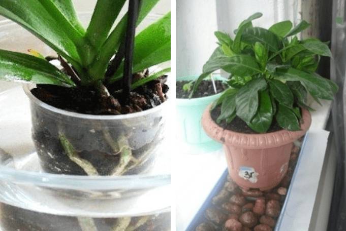 Автополив для комнатных цветов своими руками: как работает, как сделать