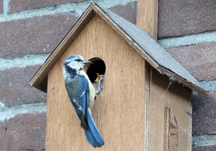 Как сделать синичник своими руками: чертежи, фото, размеры