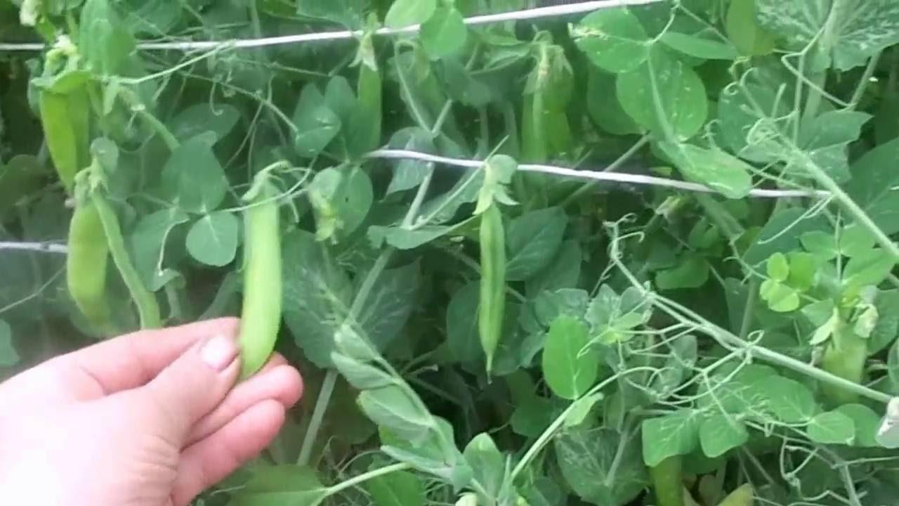 Как правильно подвязывать горох на грядке в открытом грунте