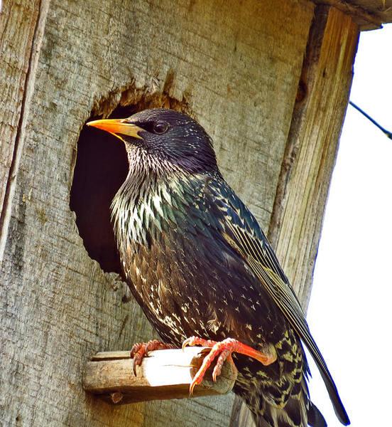 Как сделать скворечник из бутылки своими руками, инструкции с фото