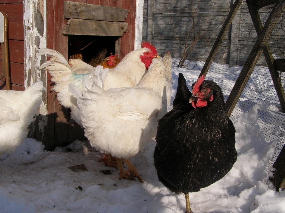 Чем отопить курятник зимой с электричеством и без