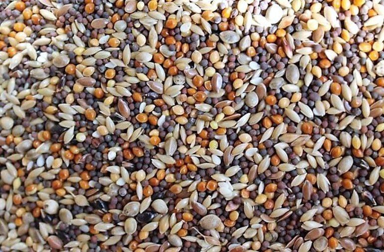 Съедобная кормушка для птиц своими руками: из зерна, желатина и тыквы