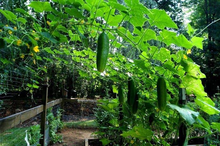Опоры для огурцов в открытом грунте и теплице: фото, видео