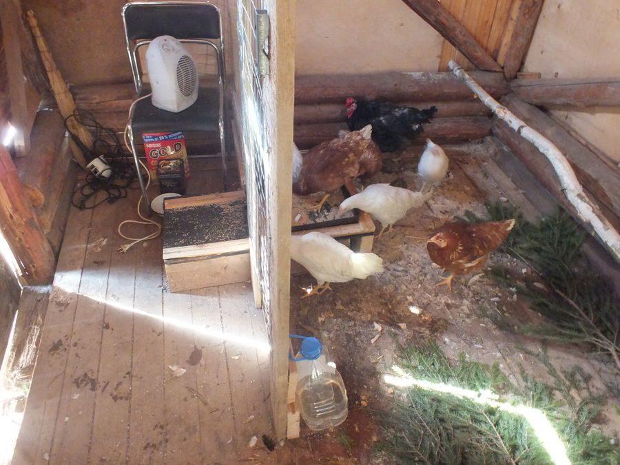 Как дешево утеплить курятник на зиму своими руками