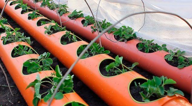 Грядка для клубники из трубы: канализационной, пластиковой, ПВХ, фото, видео