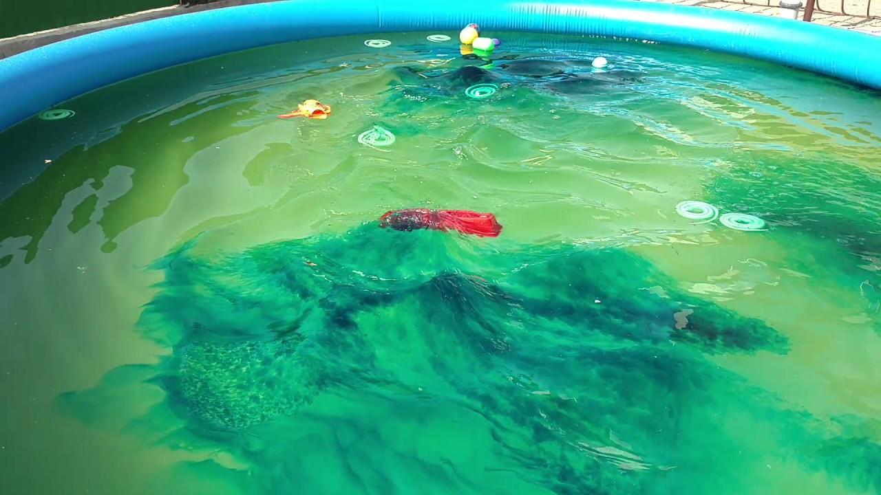 Очистка воды в бассейне зеленкой: сколько и как добавлять, дозировка