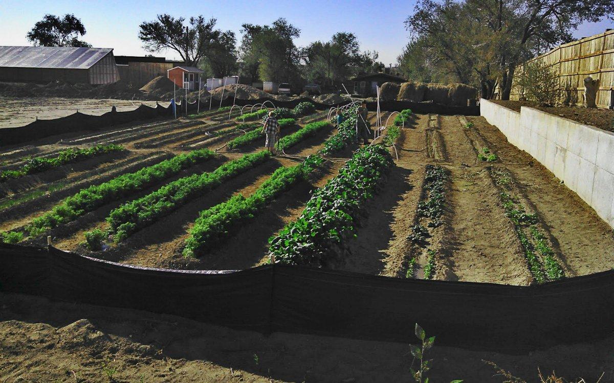 Огород по Митлайдеру: с чего начать, как сделать узкие грядки по-русски