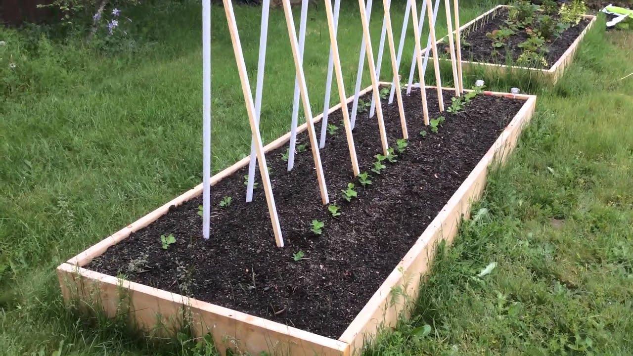 Как правильно подвязывать горох на грядке в открытом грунте