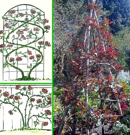 Опоры для плетистых роз своими руками: фото, виды