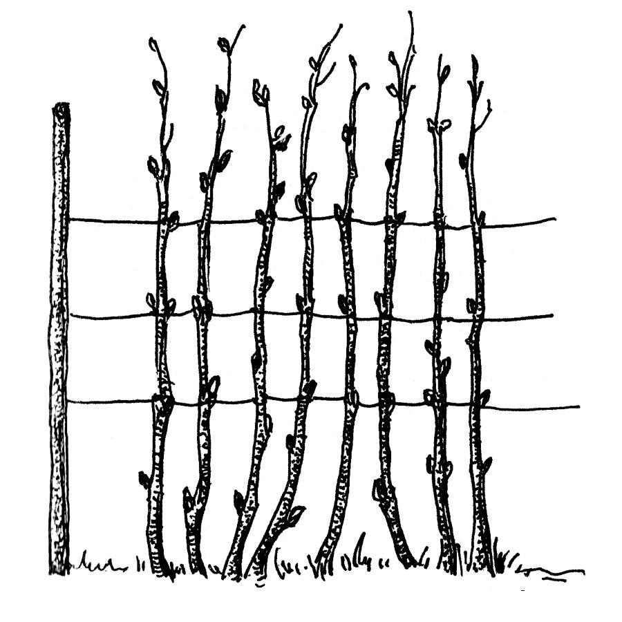 Шпалеры для малины своими руками: чертежи, пошаговая инструкция