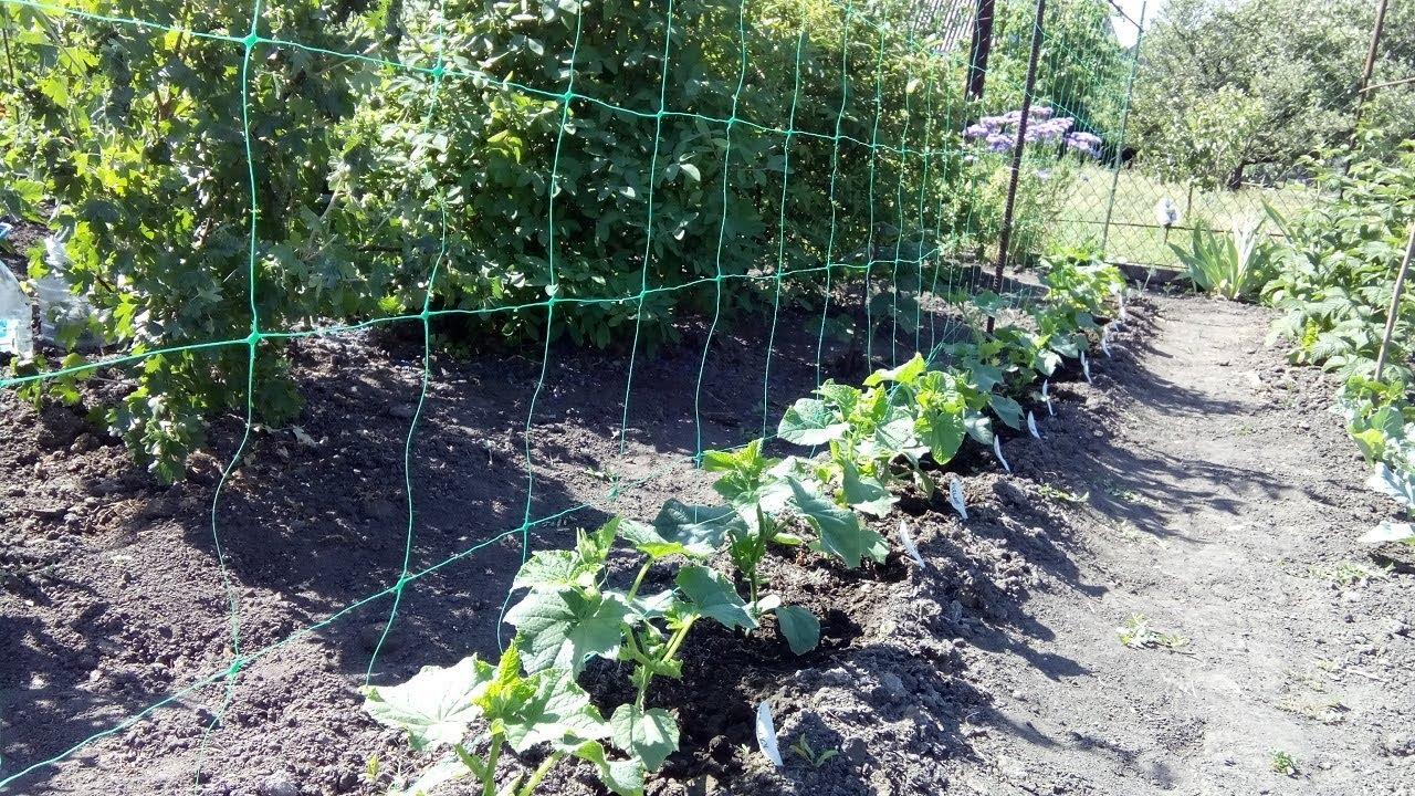 Как правильно подвязывать горох на грядке в открытом грунте