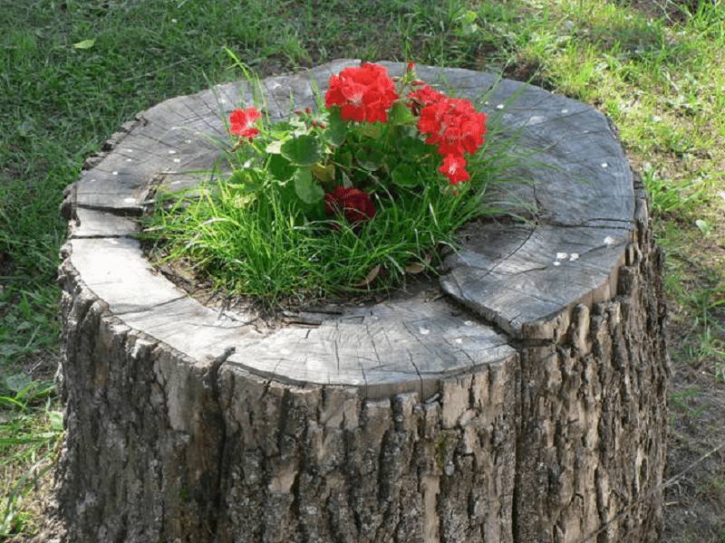 Клумбы из пеньков своими руками: фото, как сделать из дерева, спилов, бревен, сочетание с камнями