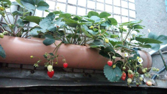 Грядка для клубники из трубы: канализационной, пластиковой, ПВХ, фото, видео