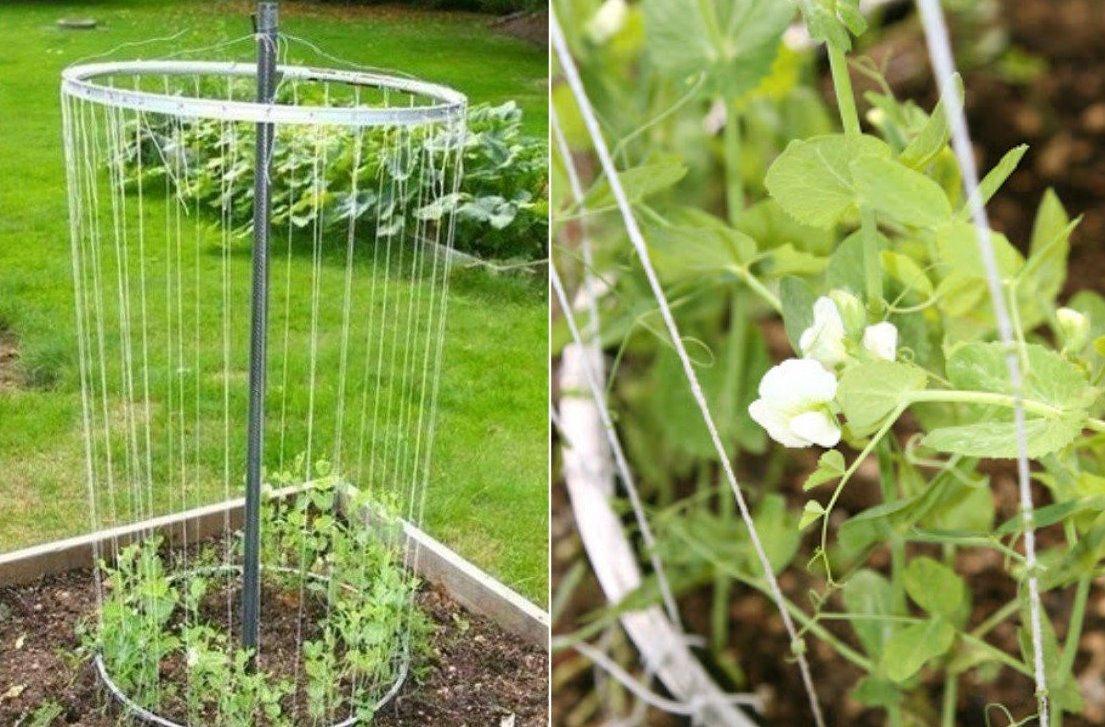 Как правильно подвязывать горох на грядке в открытом грунте