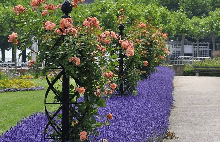 Опоры для плетистых роз своими руками: фото, виды