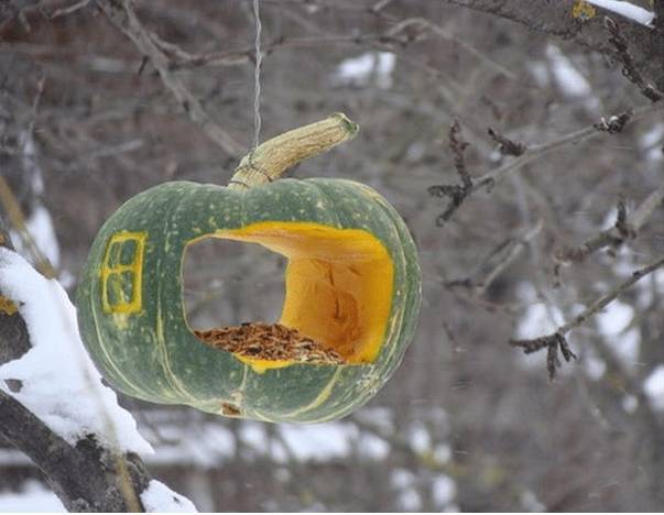 Съедобная кормушка для птиц своими руками: из зерна, желатина и тыквы