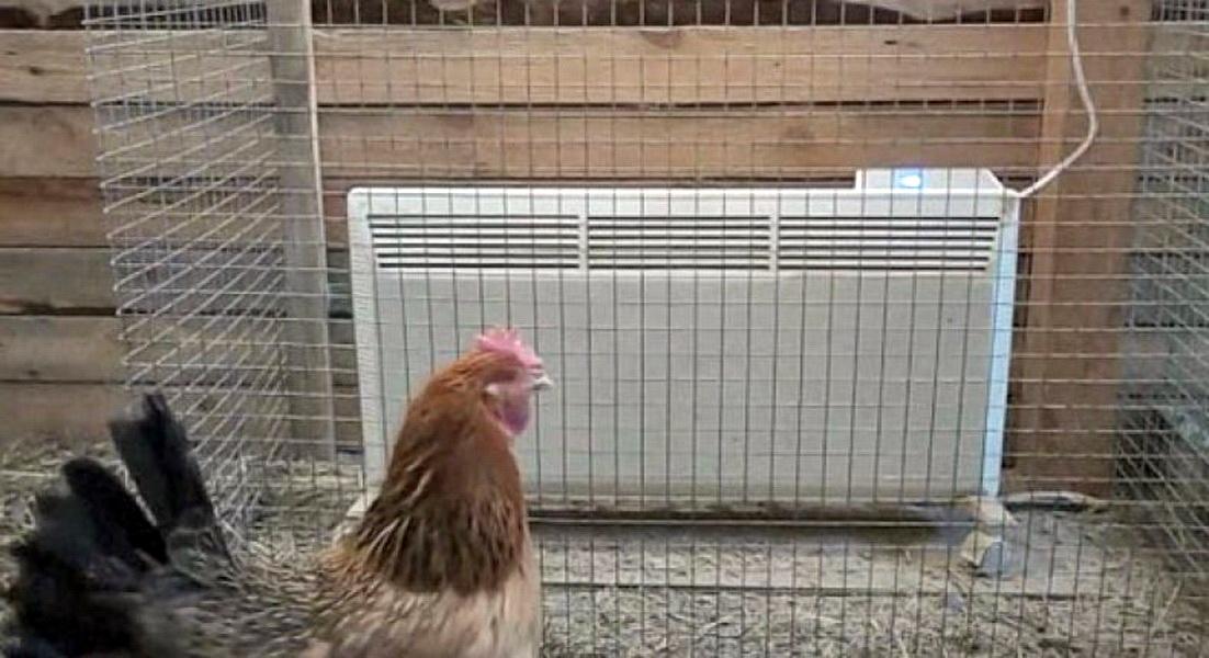 Чем отопить курятник зимой с электричеством и без