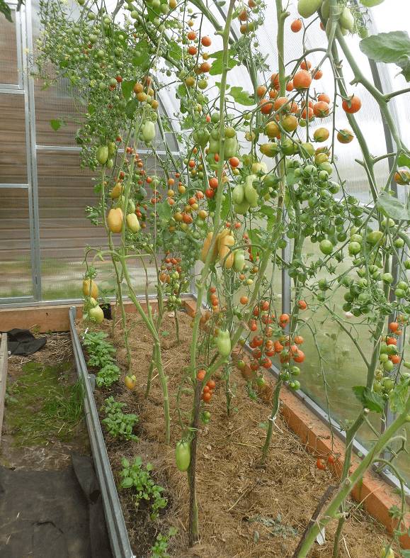 Расположение грядок в теплице 3х6: как устроить, планировка