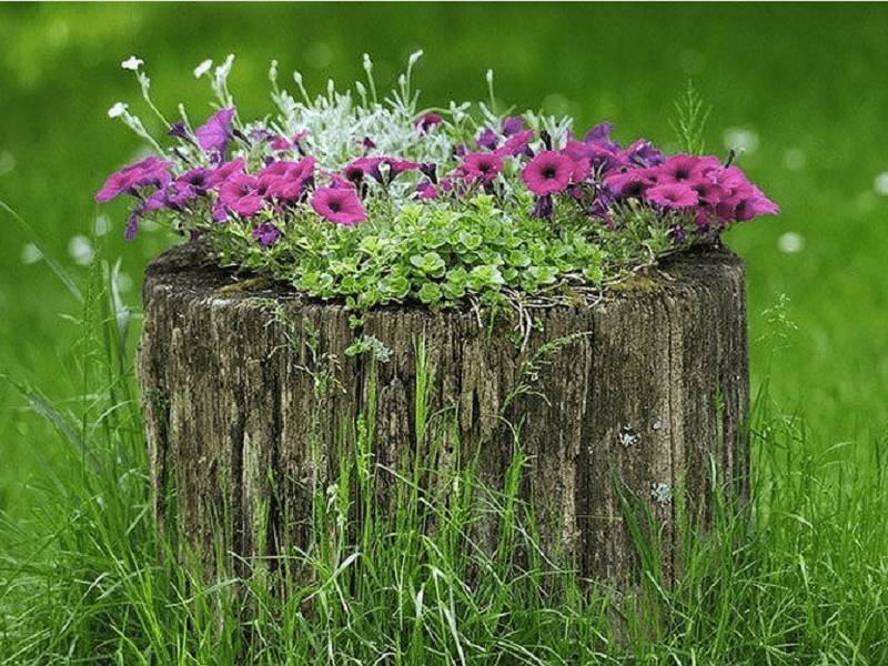 Клумбы из пеньков своими руками: фото, как сделать из дерева, спилов, бревен, сочетание с камнями