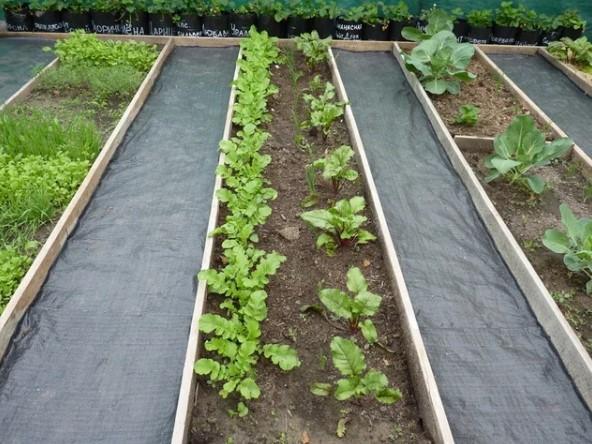 Из чего сделать дорожки между грядками в огороде: материалы и чем засыпать своими руками