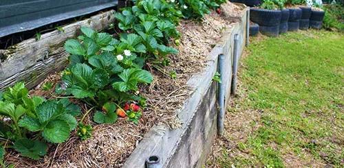 Теплые грядки для клубники: как сделать своими руками, фото, размеры и посадка