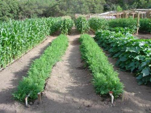 Огород по Митлайдеру: с чего начать, как сделать узкие грядки по-русски