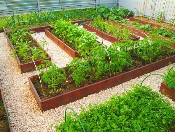 Из чего сделать дорожки между грядками в огороде: материалы и чем засыпать своими руками