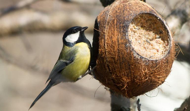 Съедобная кормушка для птиц своими руками: из зерна, желатина и тыквы