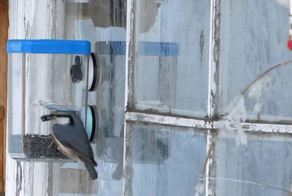 Кормушка для птиц на окно на присосках: как сделать своими руками