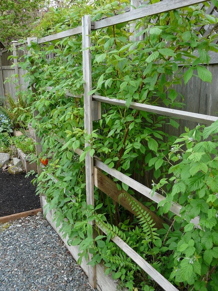 Опора для ежевики своими руками