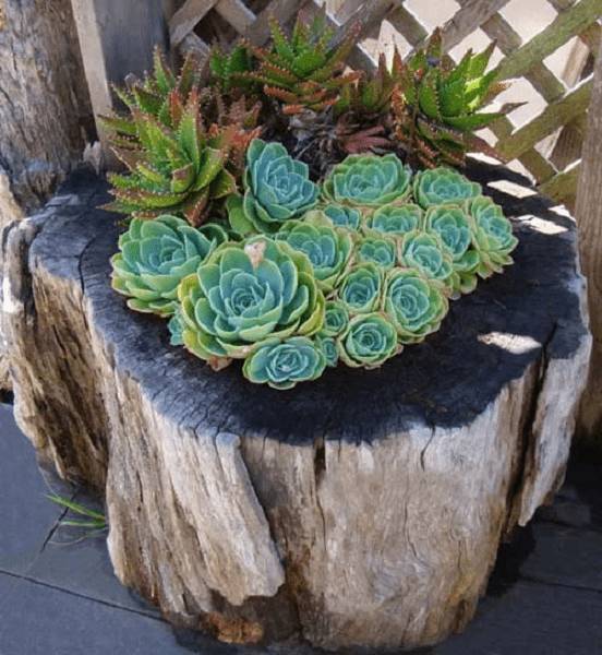 Клумбы из пеньков своими руками: фото, как сделать из дерева, спилов, бревен, сочетание с камнями