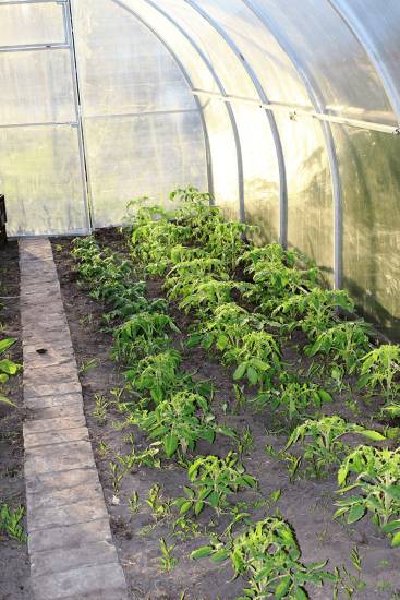 Расположение грядок в теплице 3х6: как устроить, планировка